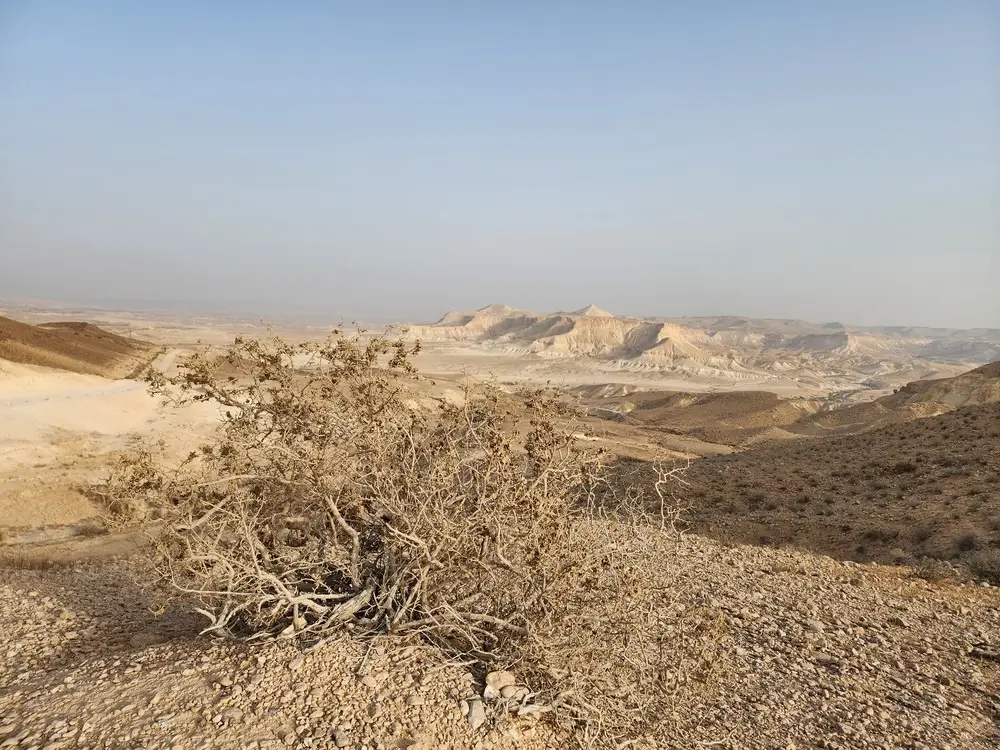 צמחייה במכתש ירוחם