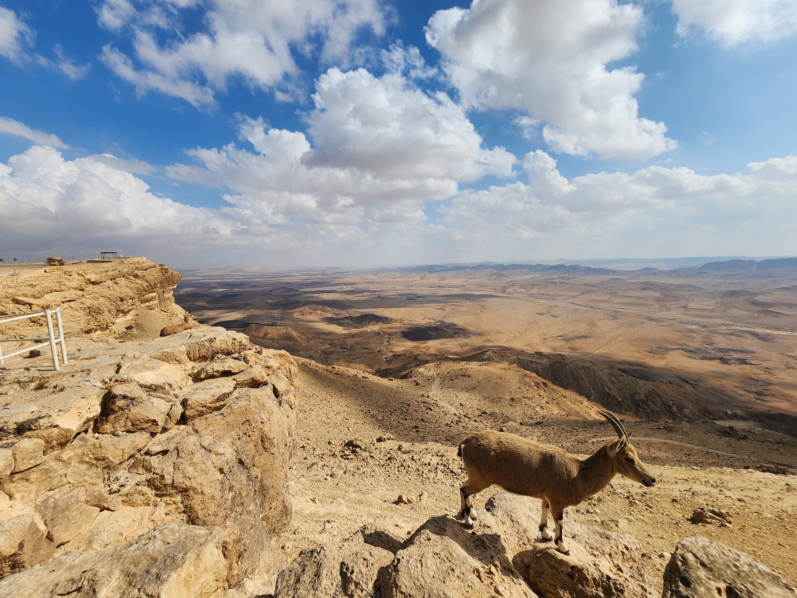 יעל על צוק מכתש רמון