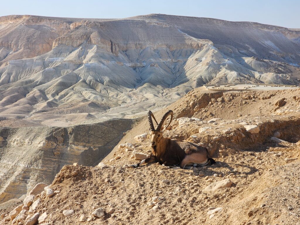 יעל בטיילת של מדרשת בן גוריון המשקיפה אל בקעת צין