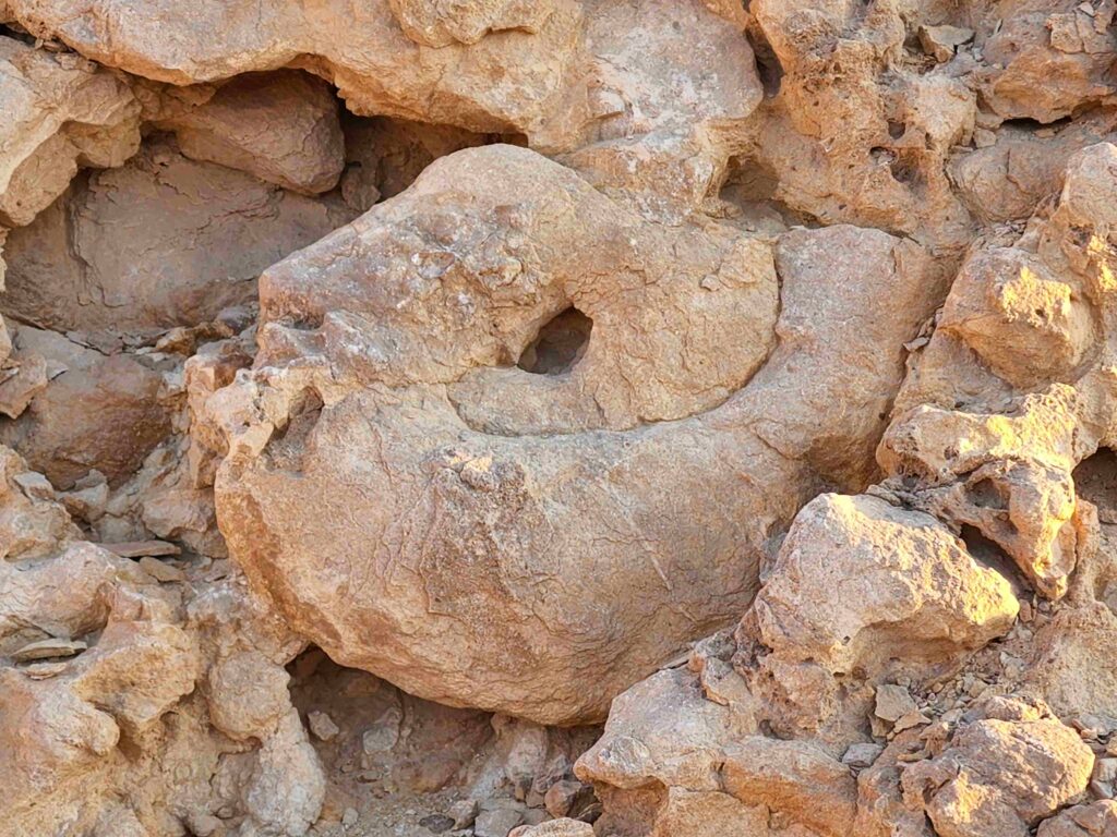 Emonite fossils