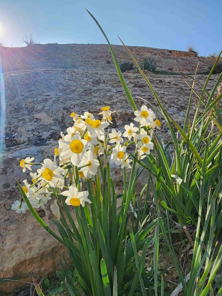 Narcissus flowers - Nahal Mamshit
